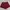 PL Short pants wanita - Celana pendek warna Burgundy - 1pcs photo 3
