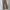 Element Skater Casual Casual pants Pria tan photo 3