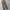 Element Skater Casual Casual pants Pria tan photo 2