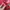 Set La Senza Renix 36B Merah photo 5
