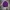Tracktop Adidas Superstar Tapped