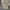 Celana Jorts Y2K Army AMORE PURO JAPAN Y2K Jorts Army Pants  photo 3