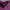VANS Biker Skater Hoody Pria burgundy photo 5