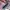 Adidas Casual Sneakers Wanita multicolor photo 6
