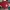 Minimalist Crop top Wanita burgundy photo 1
