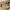 Dickies mens everyday two tone khaki & black work trousers photo 4