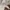 MaxMara Luxury Casual Parka Wanita white cream photo 5