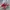 Adidas Casual Casual shoe Pria red photo 1