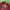 Vintage Y2K T-shirt Pria Multicolor Burgundy