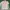 Evisu Luxury Casual Polo shirt Pria pink photo 1