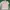 Evisu Luxury Casual Polo Shirt Pria Pink