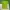 Hollister Vintage Y2K T-shirt Pria green red photo 4