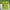 Hollister Vintage Y2K T-shirt Pria green red photo 1