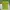 Hollister Vintage Y2K T-shirt Pria Green Red