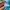 Mambo Surfing Short Pants photo 10