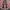 field core bandana Paisley cargo pants photo 2