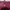 Longchamp Le Pliage Tote Bag Canvas Burgundy Original  photo 3