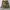 SP Cargo Camo 