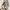 Coach Casual Crossbody Bag Wanita multicolor photo 3