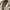 Michael Kors Luxury Shoulder bag Wanita brown photo 5