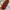 Gucci Luxury Handbag Wanita multicolor photo 4