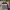 Frank Stone Casual Windbreaker Pria white gray photo 1