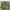 Genuine ROK South Korean Army Issue Woodland Camo Combat Tac