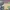 Genuine ROK South Korean Army Issue Woodland Camo Combat Tac photo 5