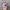 Reply Cap – Lavender  photo 4