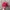  Vintage Red Cap photo 3