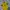 Dortmund Home 26/27 Player Issue