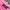 Christian Audigier Y2K Avant Garde T-shirt Wanita pink photo 5