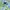 Tommy Hilfiger Casual Casual shirt Pria green blue photo 3