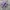 Vans Authentic Purple photo 2