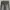 Uniqlo Streetwear Jeans Pria black photo 2