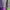 Sucure Pomme Future Primitive Purple Leopard Print Zip Up photo 7