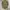 avirex fishtail parka  photo 10