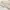 Fairy Lace Top Cream Coquette | Not Axess Femme Not Roscher