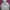 Hoodie Adidas Essentials 3-Stripes Linear Logo