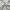 Yves Saint Laurent YSL Y2K Luxury Scarf Wanita white black photo 6