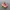 NB 990 v4 Sunrise Rose photo 2