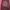 Vintage Sweatshirt Pria burgundy photo 1