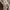 Massimo Dutti Indie Casual T-shirt Pria multicolor photo 5