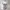 Japanese brand Lolita Fairy Crop top Wanita khaki cream photo 1