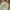 Olive Green Pleated Ballon Pants 