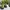 Adidas Casual Casual shoe Pria green photo 3