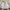 Nike Vintage Short Pria white photo 1