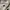 Gramicci Casual Short Pria cream photo 7