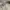Gramicci Casual Short Pria cream photo 6