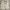 Gramicci Casual Short Pria cream photo 1